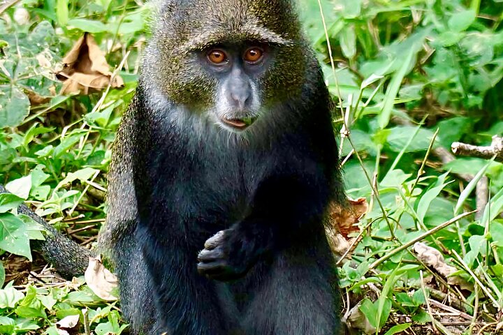 Kilimanjaro Day Trek: Rainforest Experience to Mandara Hut