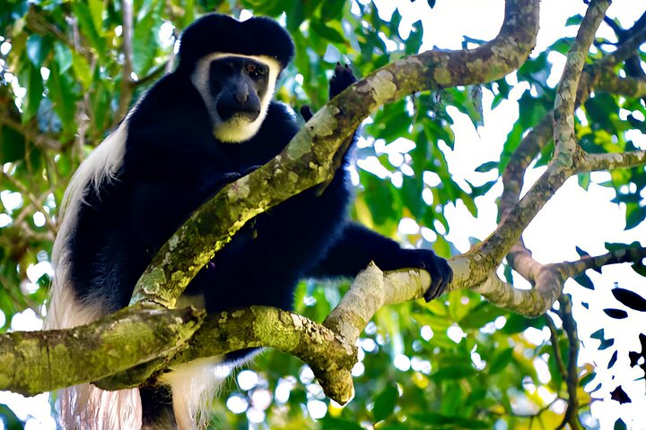 Kilimanjaro Day Trek: Rainforest Experience to Mandara Hut