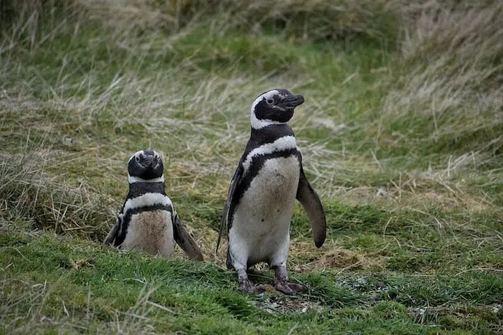 Falkland Islands Penguin Tour to Bertha’s Beach | Shore Excursion