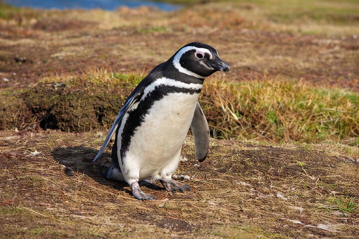 Falkland Islands Penguin Tour to Bertha’s Beach | Shore Excursion