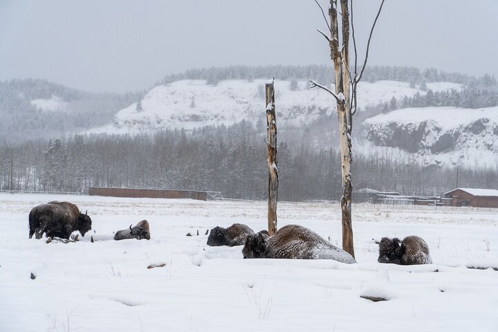 Discover Whitehorse with Northern Lights and Yukon Wildlife Tour