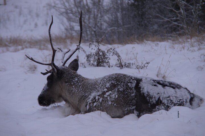 Arctic Day: Yukon Wildlife Half Day Viewing Tour
