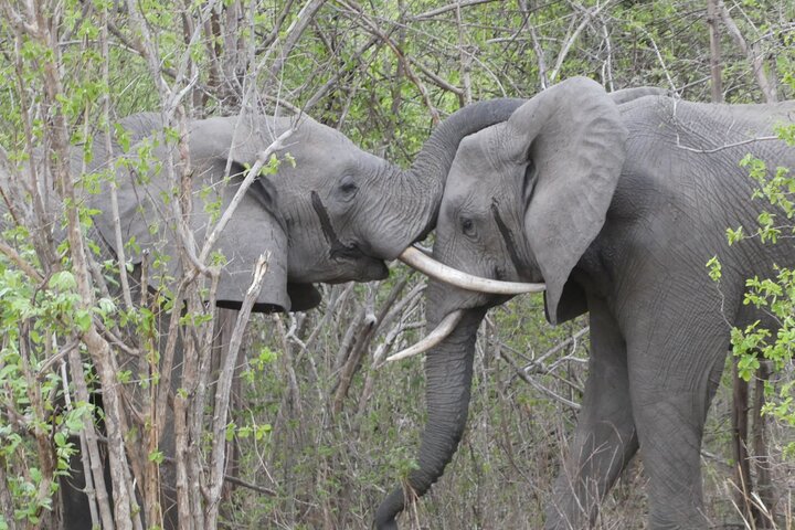 4 Day South Luangwa National Park Safari Adventure
