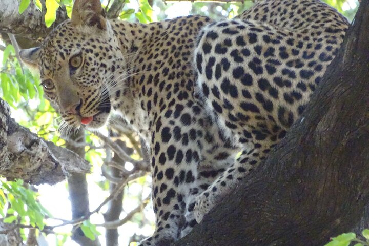 4 Day South Luangwa National Park Safari Adventure