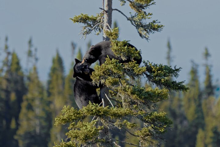 Whistler Morning With The Bears Land Rover Scenic Tour