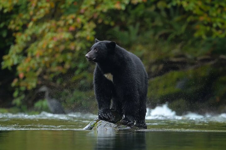 Whistler Morning With The Bears Land Rover Scenic Tour