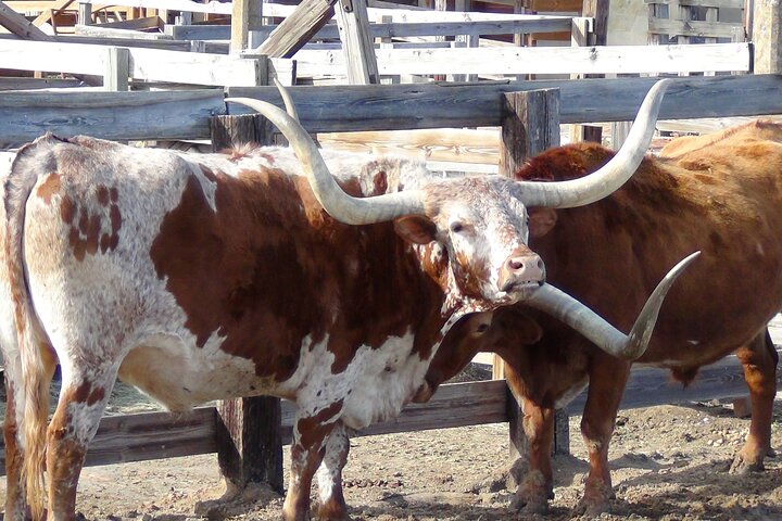 Fort Worth Heritage & Landmarks 70 Min & 3 Hours Van Tour