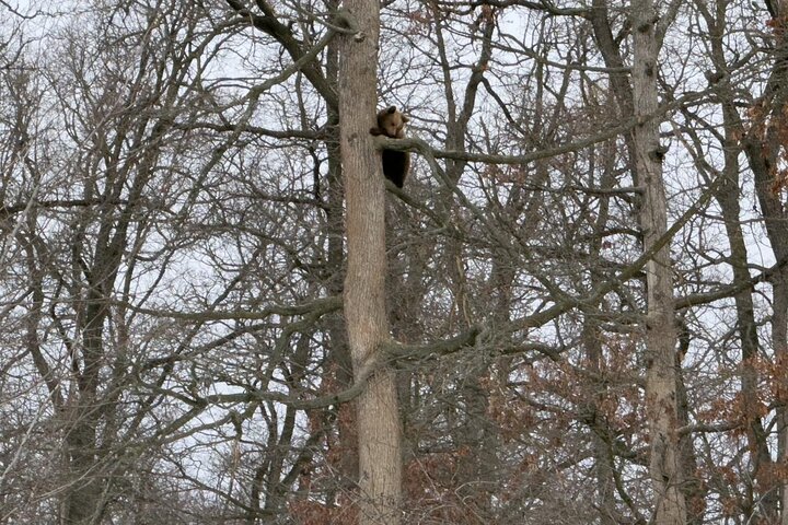 Private Tour from Bucharest: Bear Sanctuary, Dracula & Brasov