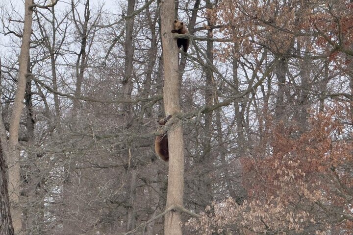 Private Tour from Bucharest: Bear Sanctuary, Dracula & Brasov
