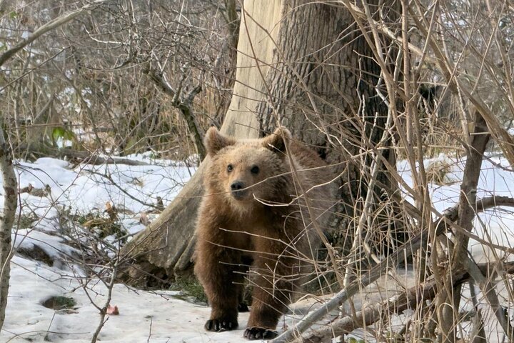 Private Tour from Bucharest: Bear Sanctuary, Dracula & Brasov