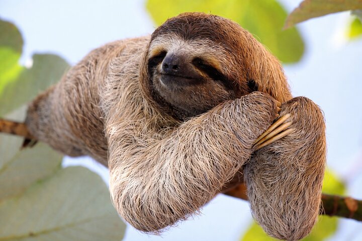 Sloth Watching , Coffee, Chocolate & waterfall Experience