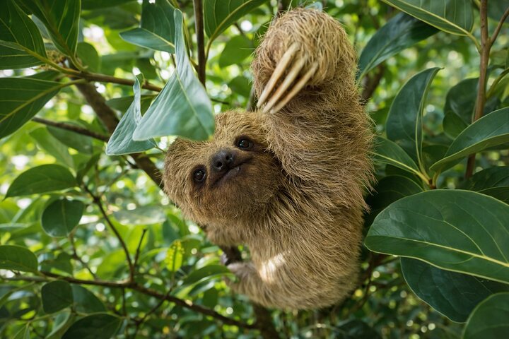 Sloth Watching , Coffee, Chocolate & waterfall Experience