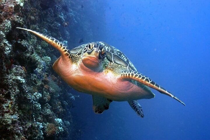 Maldives: Swim with Stingrays & Explore 3 Unique Snorkeling Sites