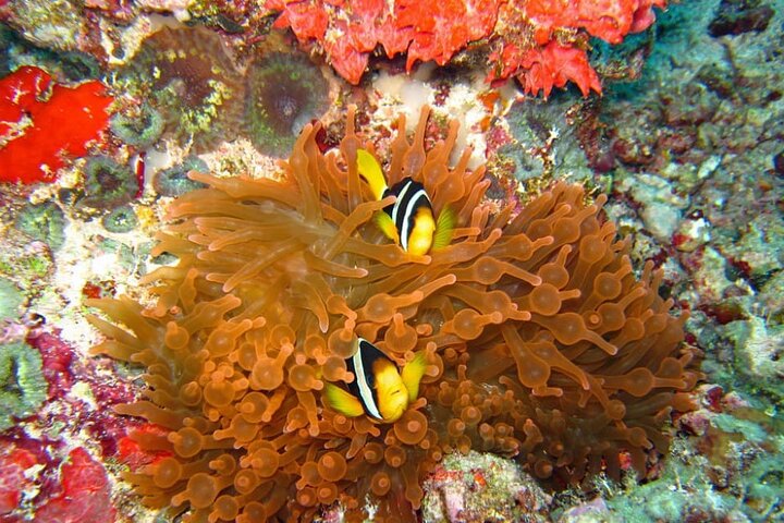 Maldives: Swim with Stingrays & Explore 3 Unique Snorkeling Sites