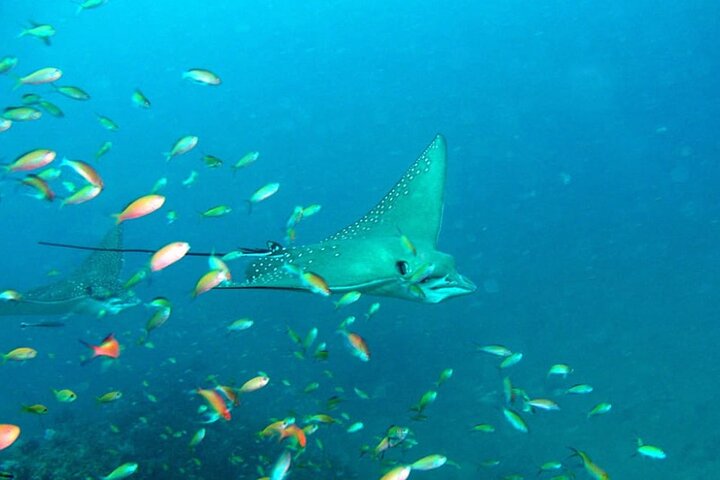 Maldives: Swim with Stingrays & Explore 3 Unique Snorkeling Sites