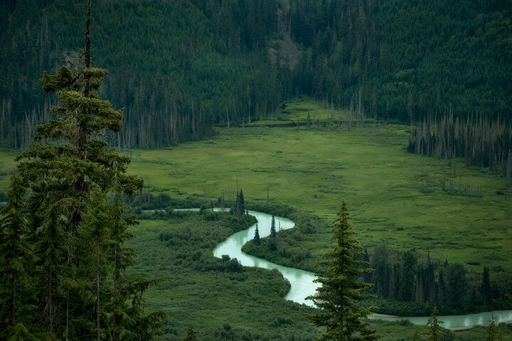 Whistler Morning With The Bears Land Rover Scenic Tour