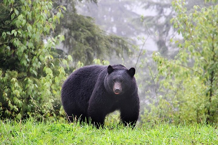 Whistler Morning With The Bears Land Rover Scenic Tour