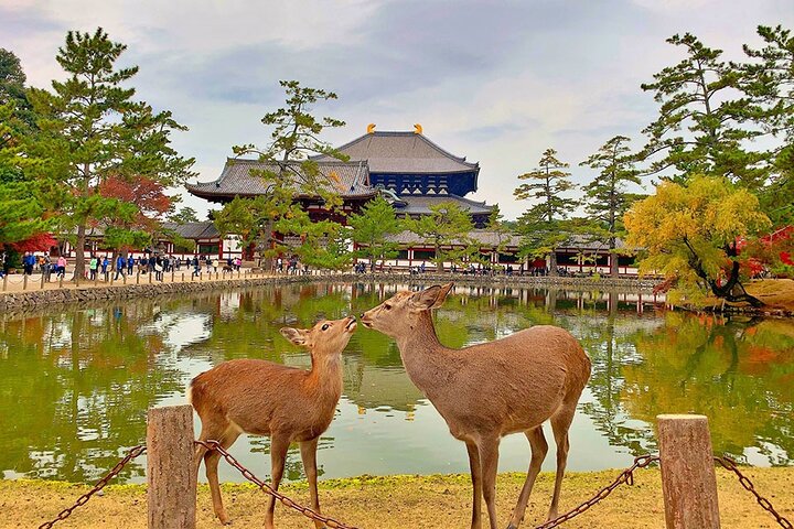 Nara Private Custom Tour｜Sacred Deer, Temples & Timeless Nature