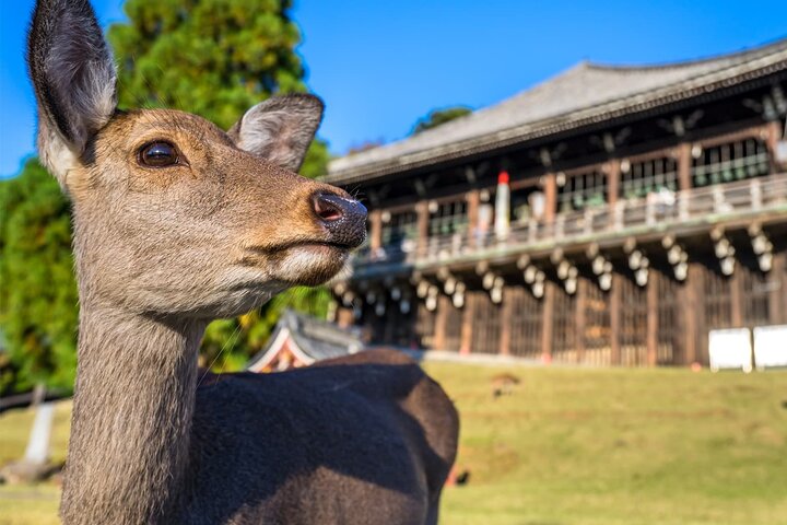 Nara Private Custom Tour｜Sacred Deer, Temples & Timeless Nature