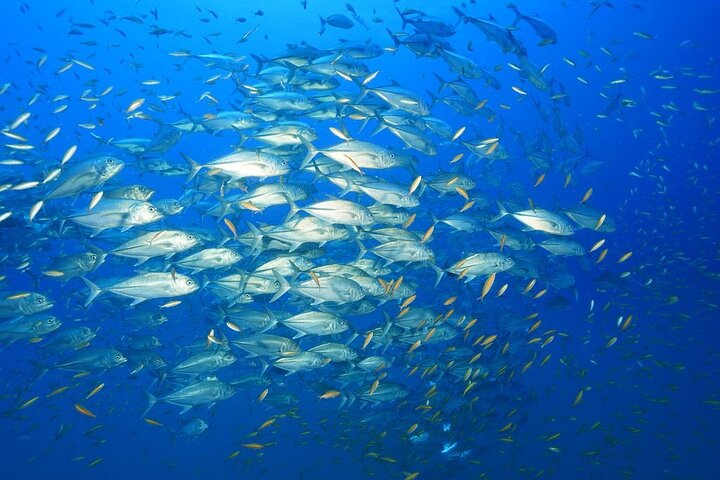 Koh Chang 2 Dive Shipwreck and Coral Reef Scuba Experience