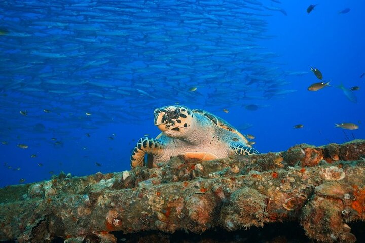 Koh Chang 2 Dive Shipwreck and Coral Reef Scuba Experience