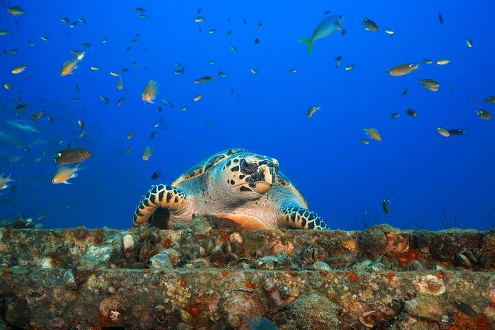 Koh Chang 2 Dive Shipwreck and Coral Reef Scuba Experience