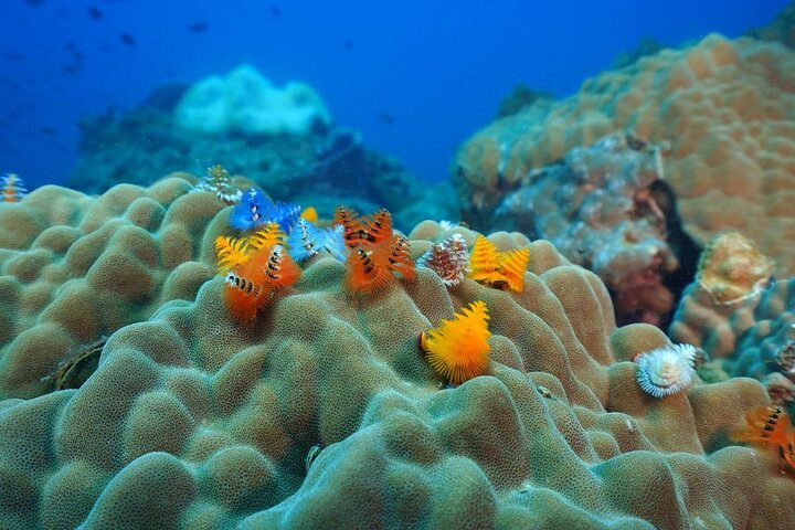 Koh Chang 2 Dive Shipwreck and Coral Reef Scuba Experience