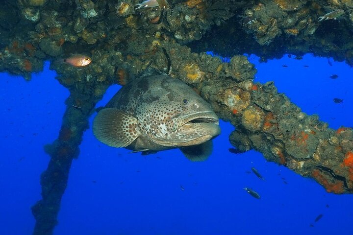 Koh Chang 2 Dive Shipwreck and Coral Reef Scuba Experience