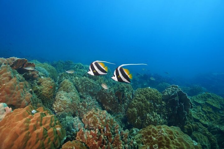 Koh Chang 2 Dive Shipwreck and Coral Reef Scuba Experience