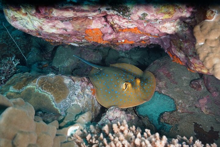 Koh Chang 2 Dive Shipwreck and Coral Reef Scuba Experience