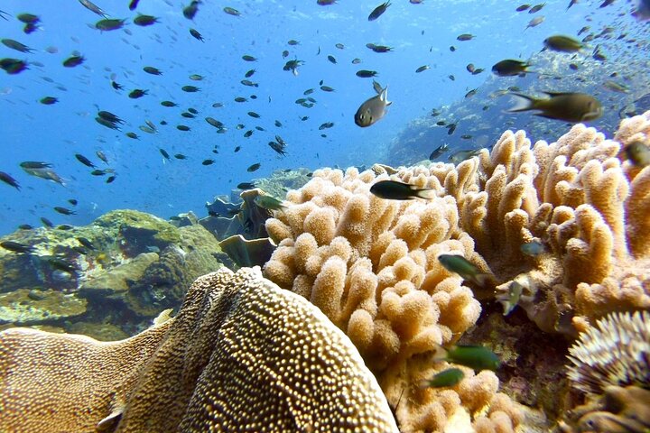 Koh Chang 2 Dive Shipwreck and Coral Reef Scuba Experience