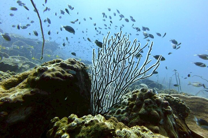 Koh Chang 2 Dive Shipwreck and Coral Reef Scuba Experience