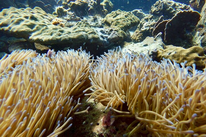 Koh Chang 2 Dive Shipwreck and Coral Reef Scuba Experience