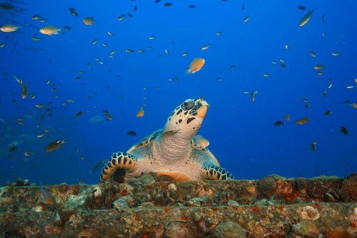 Koh Chang 2 Dive Shipwreck and Coral Reef Scuba Experience