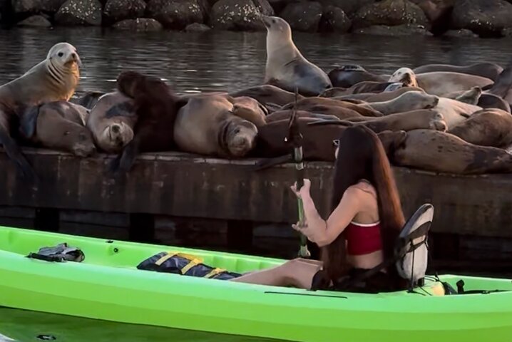 Kayak with Sea Lions in a Calm, Beautiful, Redondo Beach Harbor