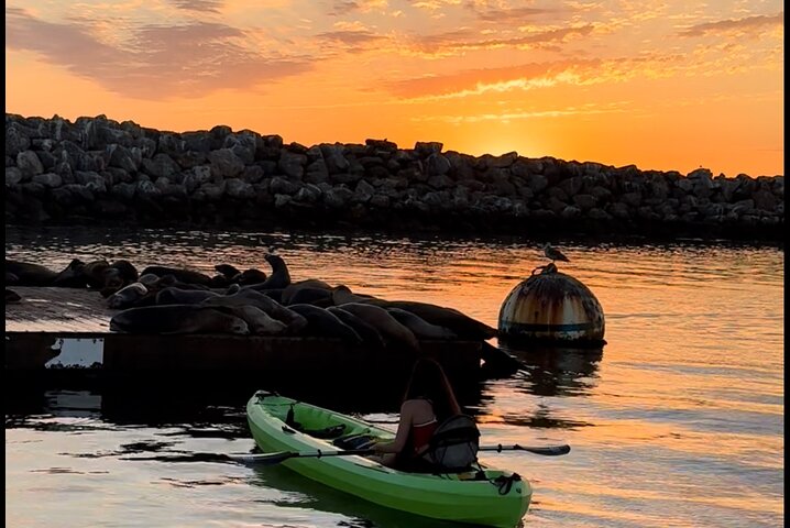 Kayak with Sea Lions in a Calm, Beautiful, Redondo Beach Harbor