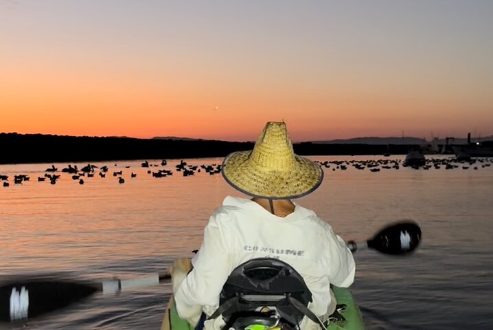 Kayak with Sea Lions in a Calm, Beautiful, Redondo Beach Harbor