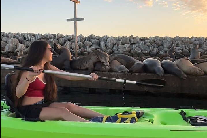 Kayak with Sea Lions in a Calm, Beautiful, Redondo Beach Harbor