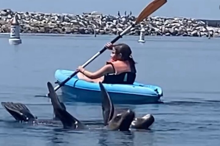 Kayak with Sea Lions in a Calm, Beautiful, Redondo Beach Harbor