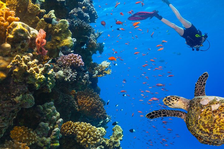 Sharm El Sheikh: White Island & Ras Mohammed Cruise with Lunch