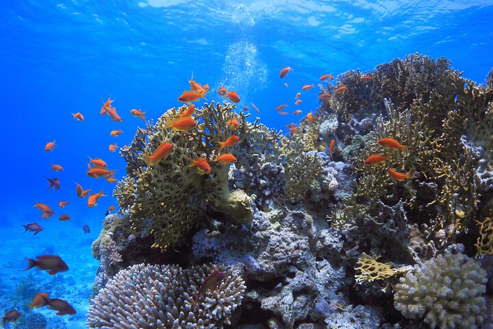 Sharm El Sheikh: White Island & Ras Mohammed Cruise with Lunch