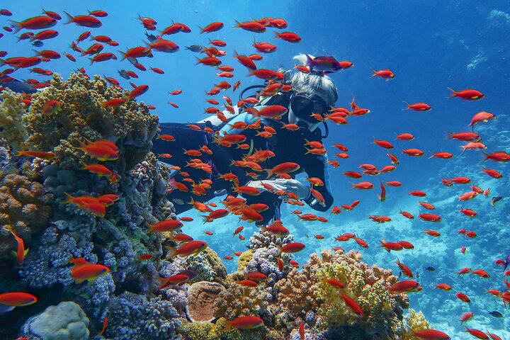 Sharm El Sheikh: White Island & Ras Mohammed Cruise with Lunch