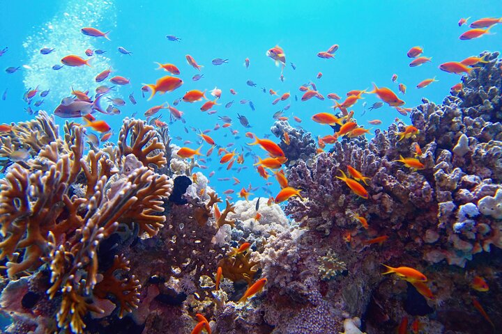 Sharm El Sheikh: White Island & Ras Mohammed Cruise with Lunch