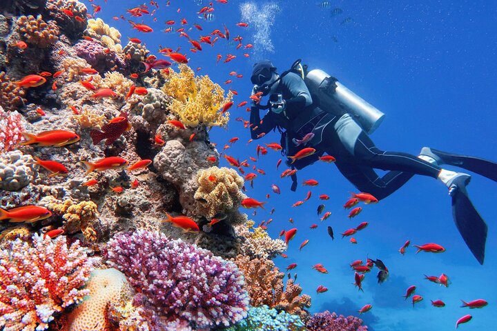 Sharm El Sheikh: White Island & Ras Mohammed Cruise with Lunch