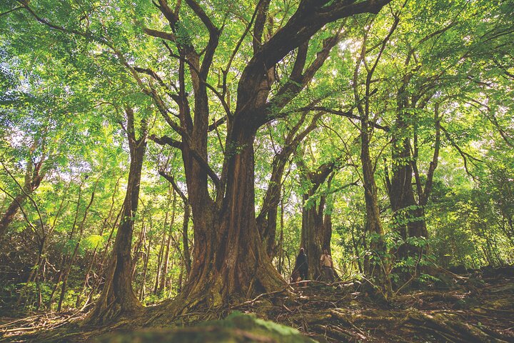 Mauritius: 2 Hours Buggy Ride - Bel Ombre Nature Reserve