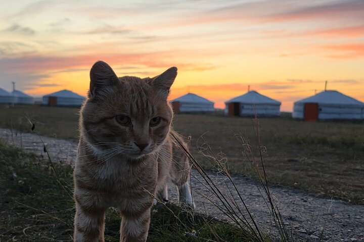 4 Days Experience in Central Mongolia