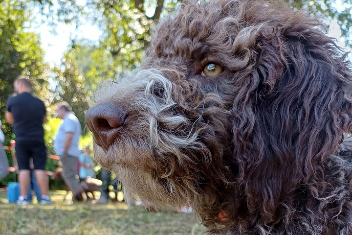 Truffle Hunting and Lunch in Piedmont Trattoria