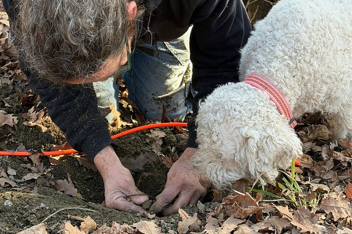Truffle Hunting and Lunch in Piedmont Trattoria
