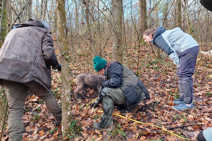 Truffle Hunting and Lunch in Piedmont Trattoria