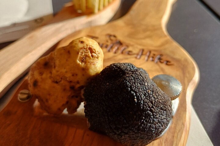 Truffle Hunting and Lunch in Piedmont Trattoria
